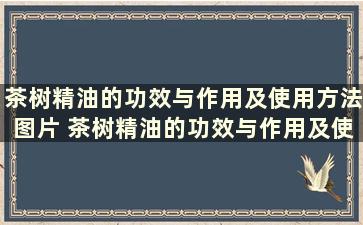 茶树精油的功效与作用及使用方法图片 茶树精油的功效与作用及使用方法禁忌